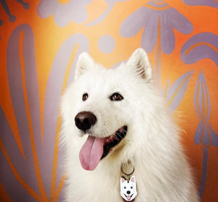 ¿Todas las razas de perros pueden comer alimentos crudos?
