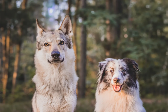 ¿Sabías que tu perro y un lobo comparten casi el mismo ADN? Descubre lo que esto significa para su alimentación