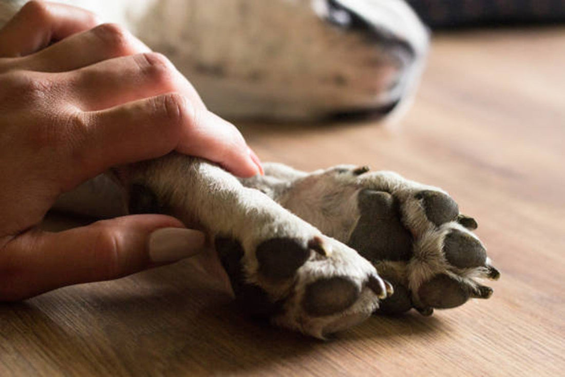 Ancylostoma en perros: el parásito silencioso que podría estar en sus heces