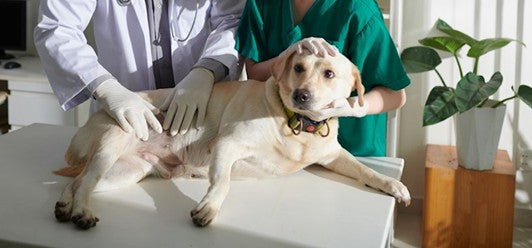 ¿Puede la comida BARF causar obstrucción intestinal en perros? Mitos, realidades y lo que nadie te dice