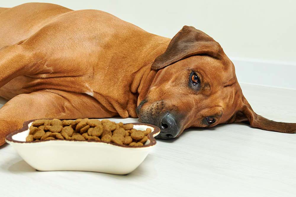 ¿Por qué las pepitas no son la mejor opción para tu perro? La verdad sobre el pienso “natural”